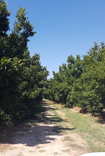 Protection d'irrigation dans une plantation de pécan, Israël