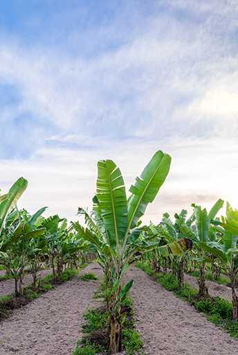 Protection d'un système d'irrigation goutte-à-goutte dans une plantation de bananes en Israël