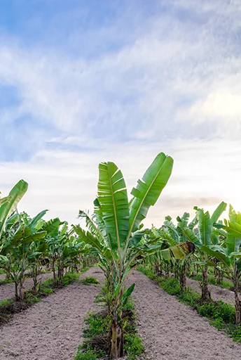Protection d’un système d’irrigation goutte-à-goutte dans une plantation de bananes en Israël